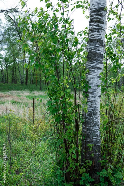 Fototapeta path in the forest