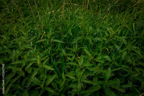Fototapeta green grass background