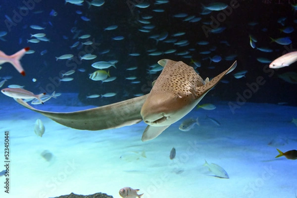 Obraz 水底をゆっくり悠々と泳ぐ大きなトラフザメ