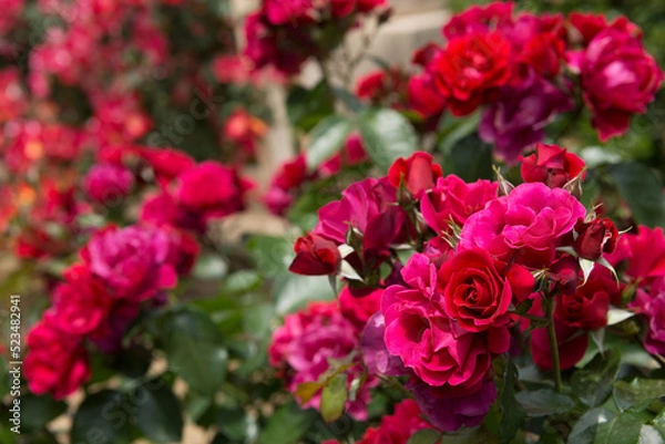 Fototapeta 薔薇の花