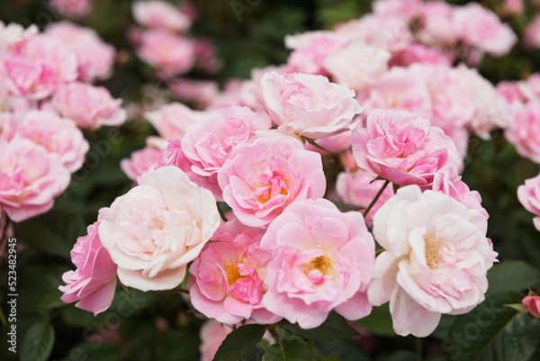 Fototapeta 薔薇の花
