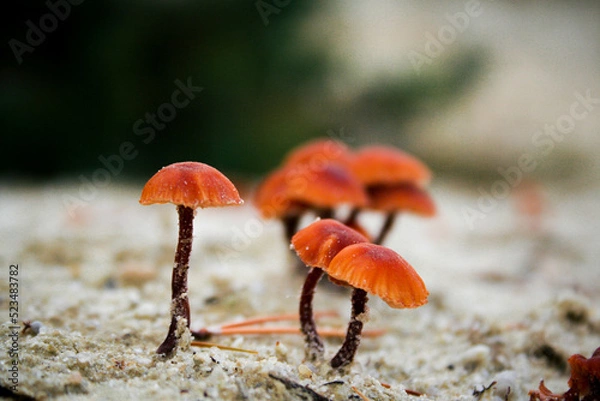 Obraz Small mushrooms in white sand