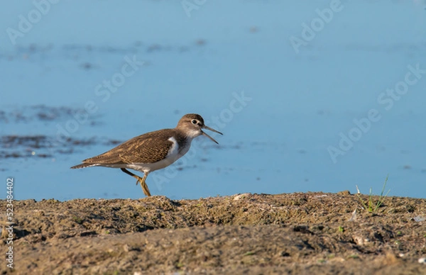 Fototapeta Chevalier Guignette