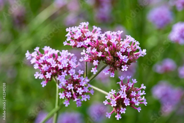 Obraz Blooming verbena bonariensis flower