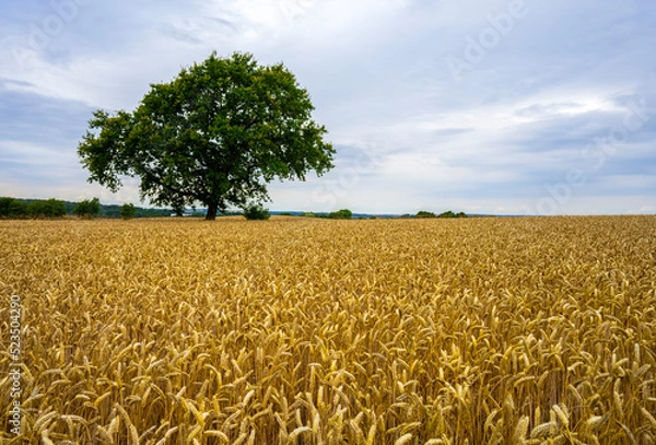 Obraz wheat field in the summer