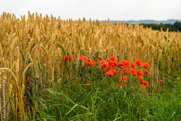Obraz wheat field with poppies