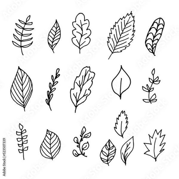 Fototapeta Vector hand drawn set of leaves
