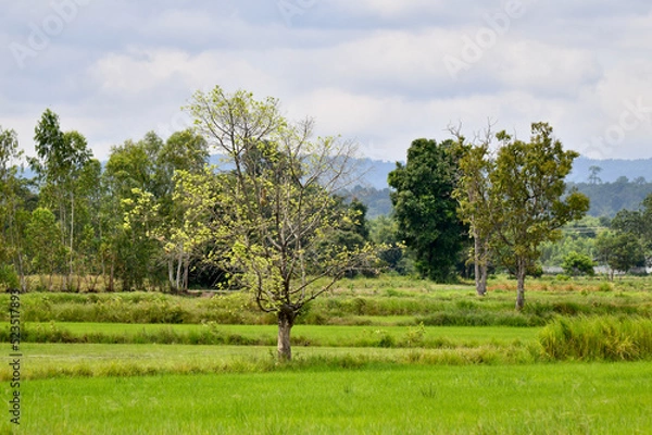 Obraz trees in the field