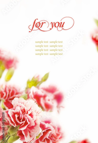 Obraz Pink flowers, bouquet of carnations on white background.
