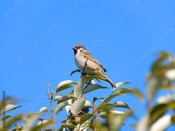 Obraz てっぺん雀2