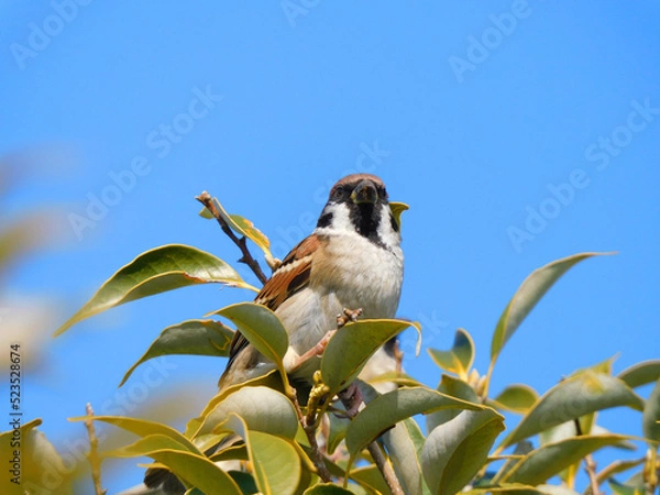 Obraz てっぺん雀