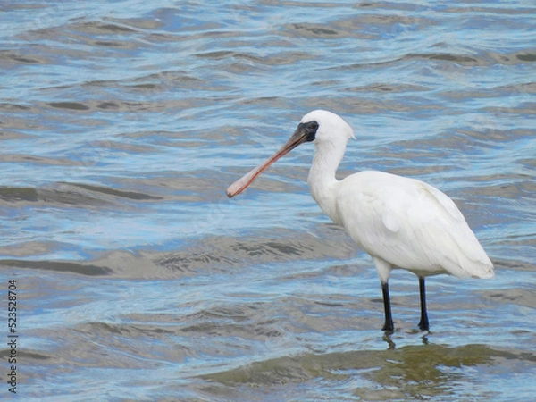 Obraz クロツラヘラサギ2