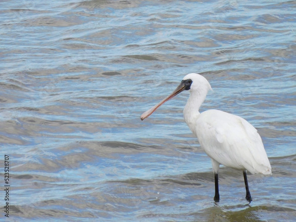 Obraz クロツラヘラサギ1