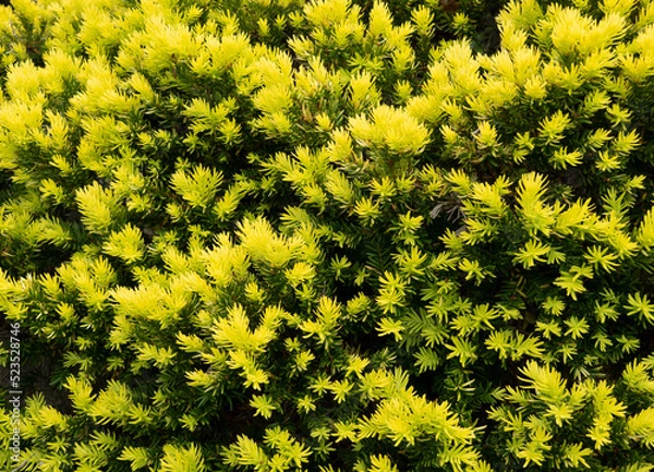 Obraz もみの木テクスチャ2