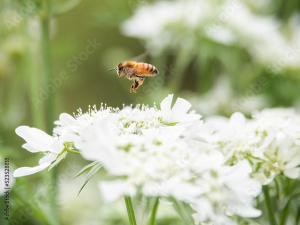 Obraz ミツバチホバー