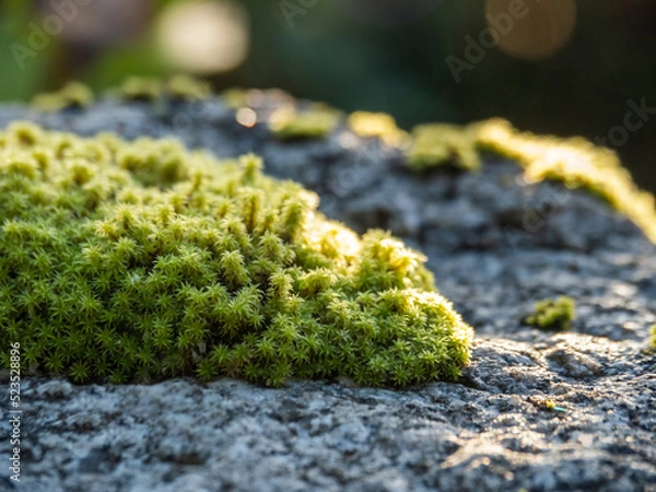 Obraz 岩に生えた苔