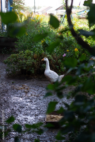 Fototapeta Geese walking in the grass in the village on a blurred dark background