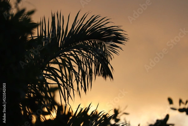 Fototapeta Mexico Oasis pool resort