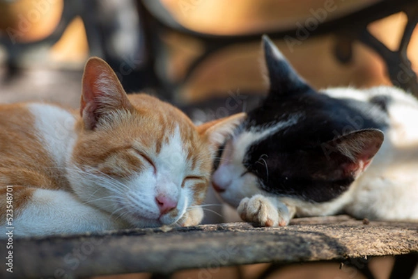 Fototapeta cat on the couch