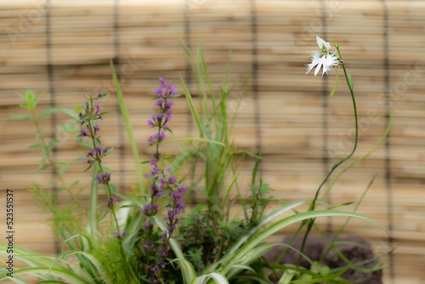 Fototapeta さぎ草