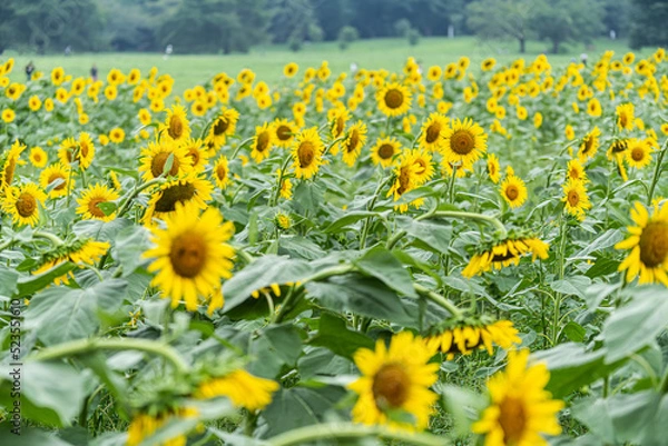 Fototapeta ひまわり畑
