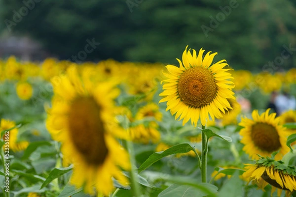 Fototapeta ひまわり