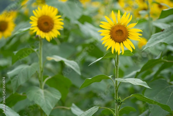 Fototapeta ひまわり
