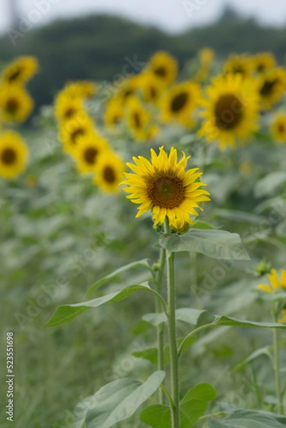 Fototapeta ひまわり