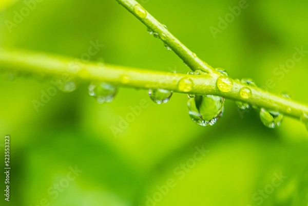 Obraz Macro closeup of Beautiful fresh green leaf with drop of water in morning sunlight nature background.