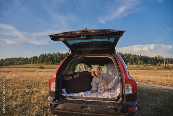 Fototapeta dog sitting in car trunk with luggage. Irish soft coated wheaten terrier. 