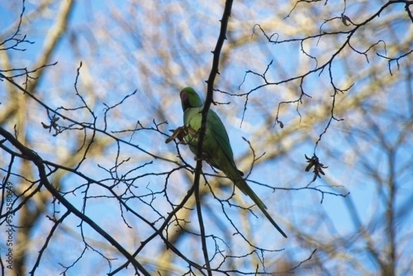 Fototapeta yellow bird on branch