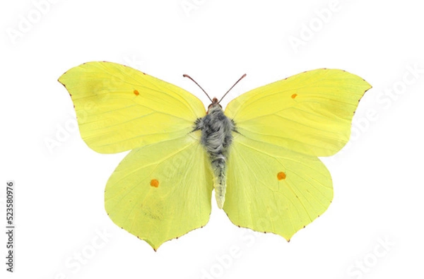 Obraz Common brimstone butterfly on transparent background