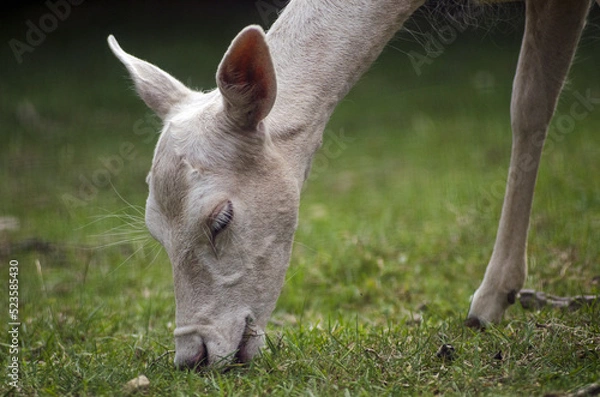 Obraz white fallow deer eating grass