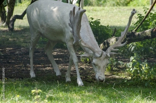 Fototapeta white fallow deer is grazing in the meadow