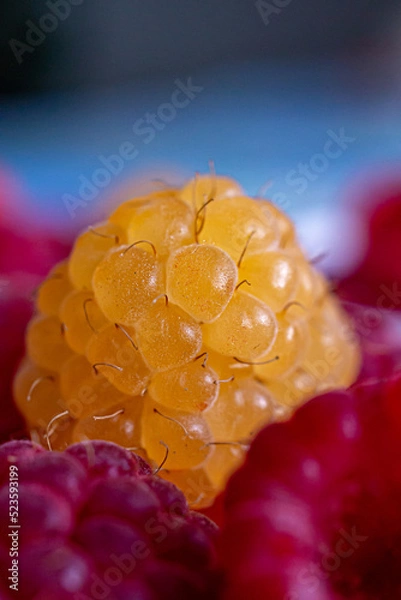 Obraz A large yellow raspberry berry lies among the red berries