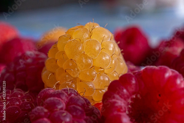 Obraz A yellow raspberry lies among red berries