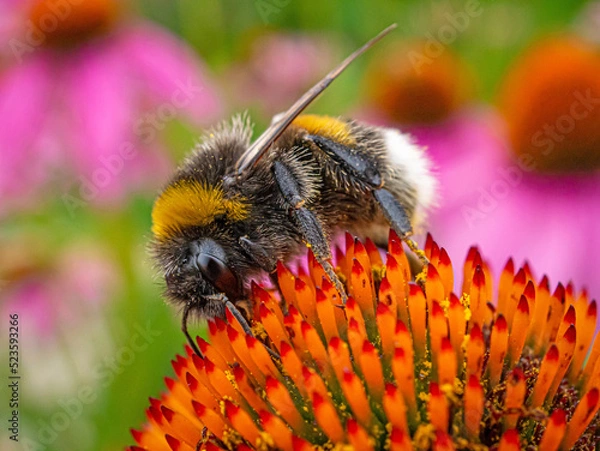 Obraz Bumblebee collects nectar on an echinacea flower