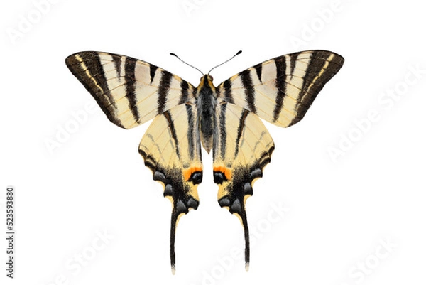 Obraz Scarce Swallowtail butterfly on transparent background