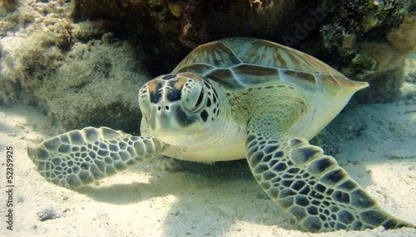 Obraz resting green sea turtle