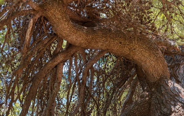 Fototapeta Large pine branches with cones on the background of the blue sea on a summer day. Close up
