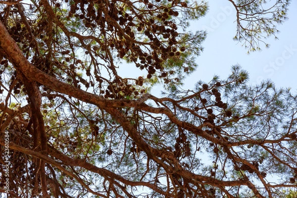 Fototapeta Large pine branches with cones on the background of the blue sea on a summer day. Close up