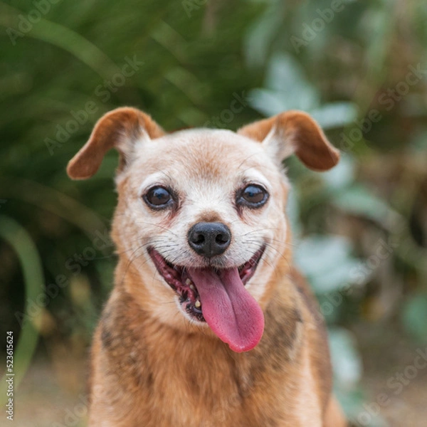 Obraz smiling small dog face