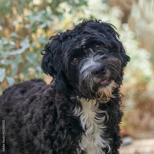 Obraz sweet black dog face