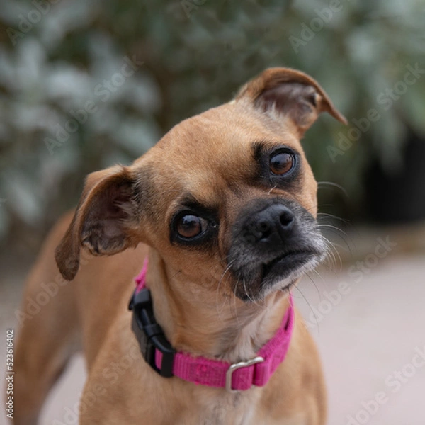Obraz small brown dog with tilted head