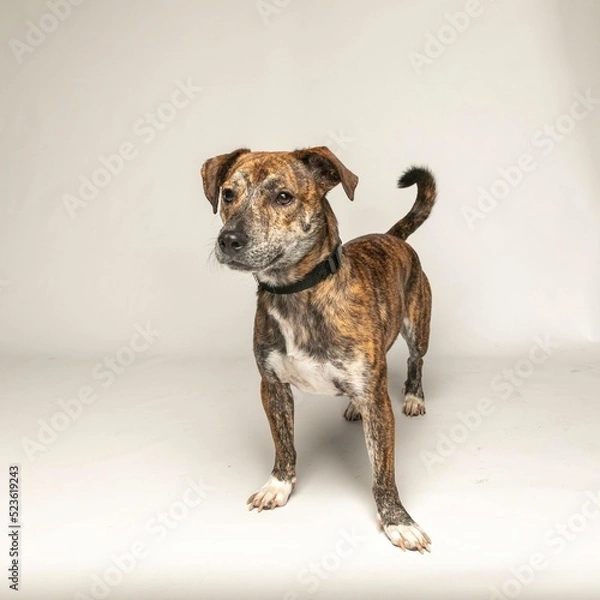 Fototapeta medium mixed breed dog in studio