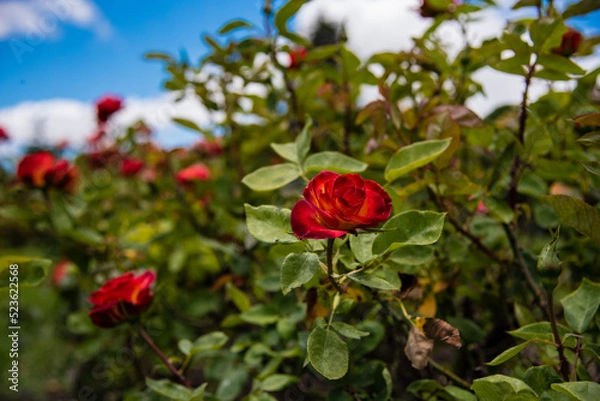 Obraz red roses in the garden