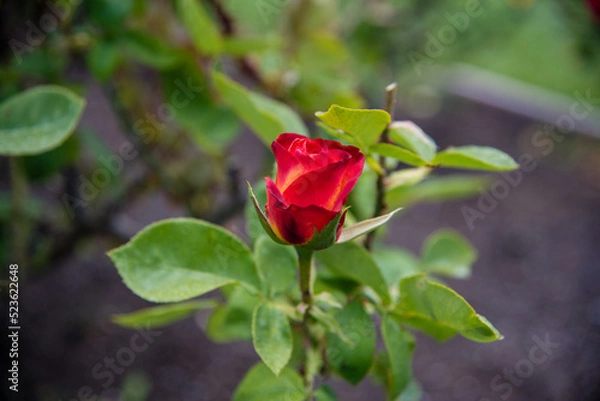 Obraz red rose in the garden
