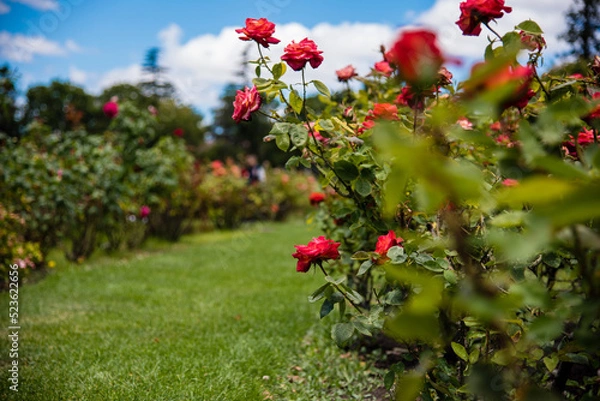 Obraz red flowers in the garden