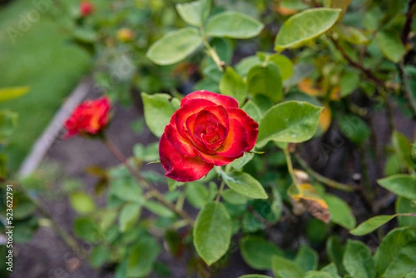 Obraz red rose in garden