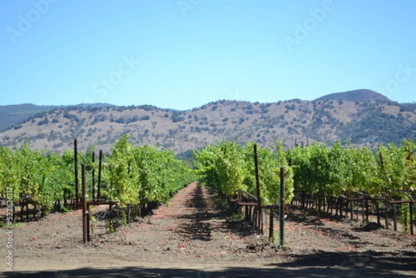 Obraz vineyard in california countryside